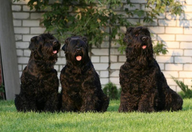 Собаки породы Русский черный терьер