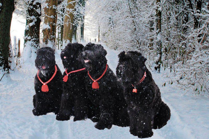 Фотография собак породы Русский черный терьер
