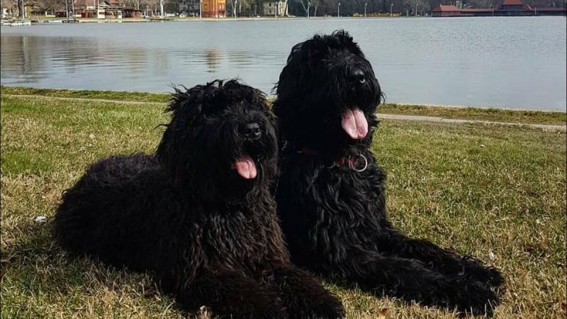 Две собаки породы Русский черный терьер