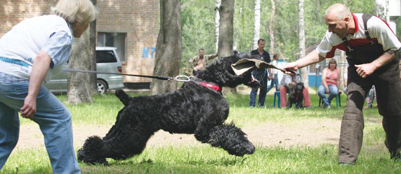 Дрессировка собаки породы Русский черный терьер