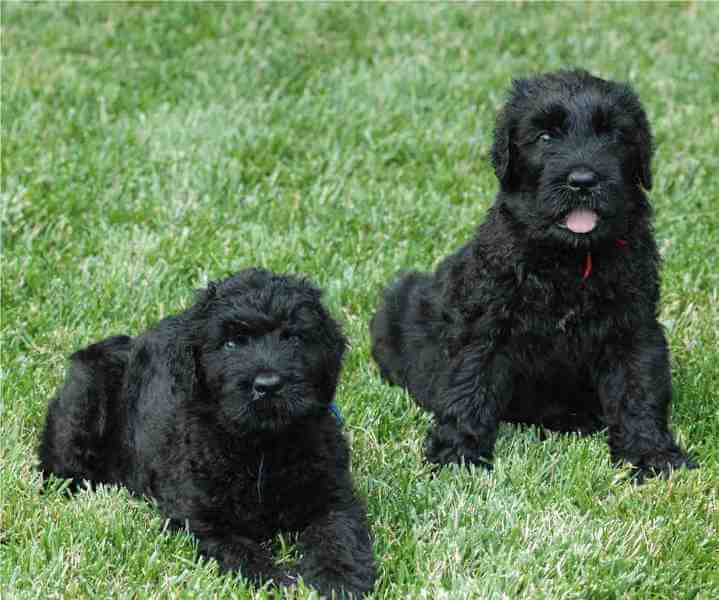 Два щенка породы Русский черный терьер