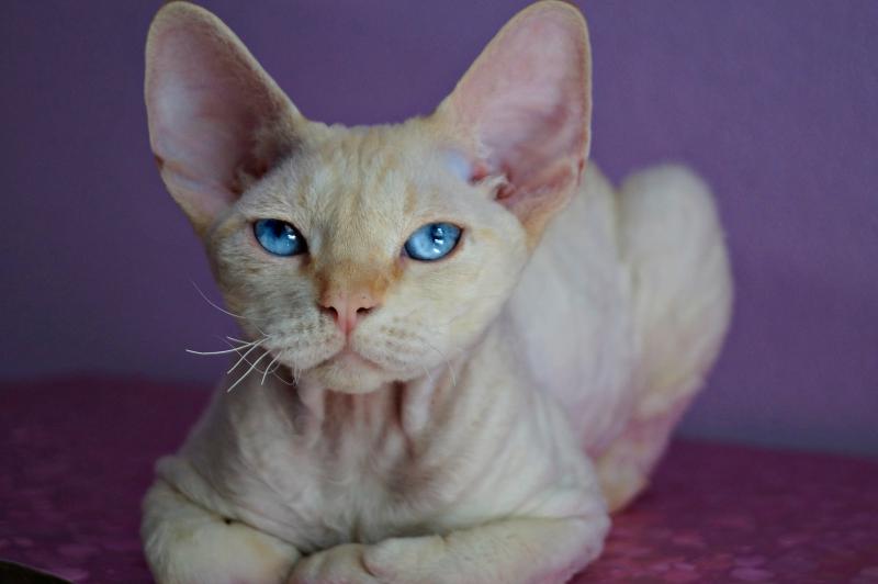 Фотография кошки породы Девон-рекс