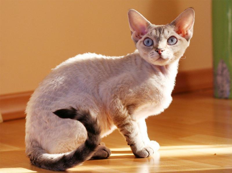 Фото кошки породы Девон-рекс