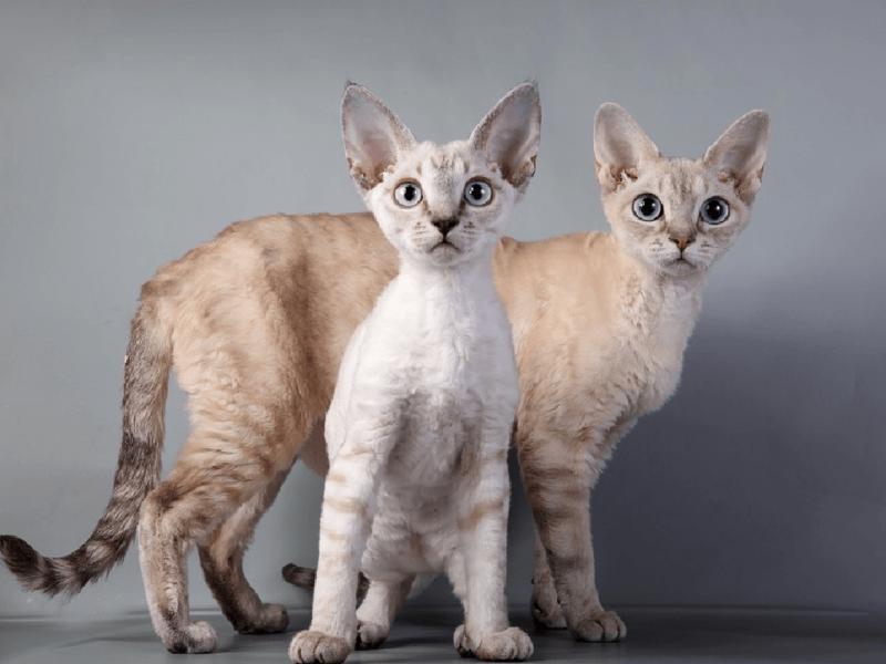 Кошки породы Девон-рекс разных окрасов