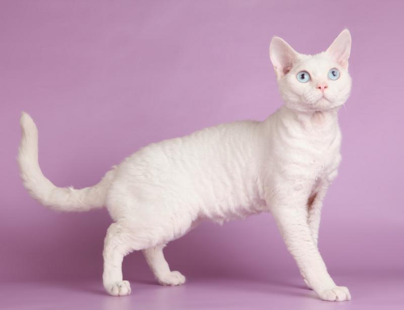 Одноцветная кошка породы Девон-рекс