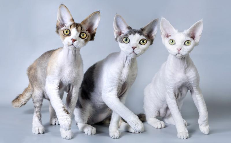 Фотография кошек породы Девон-рекс