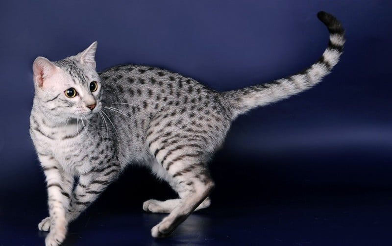 Кошка породы Египетский мау