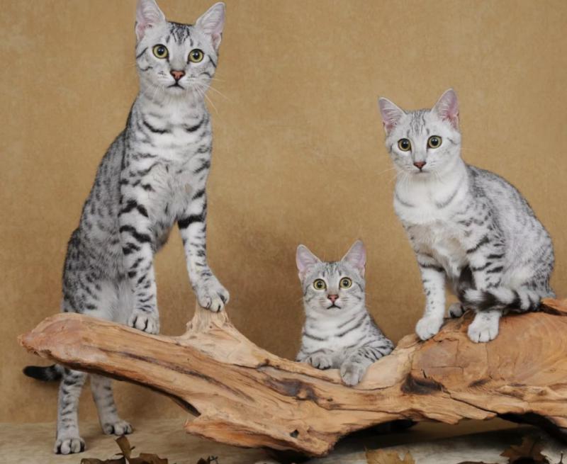 Кошки породы Египетский мау