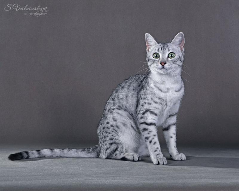 Фотография кошки Египетский мау