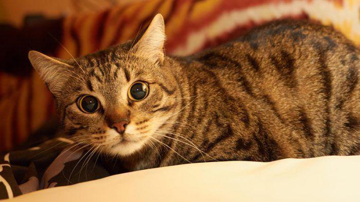 Европейская короткошерстная кошка окрас пятнистый 