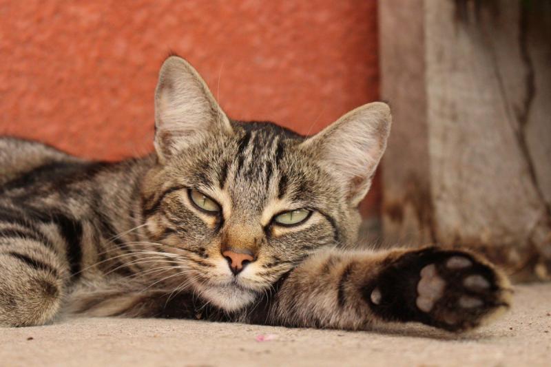 Фото кошки породы Европейская короткошерстная кошка