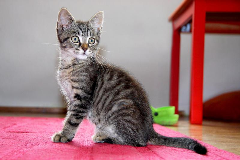 Котенок Европейская короткошерстная кошка