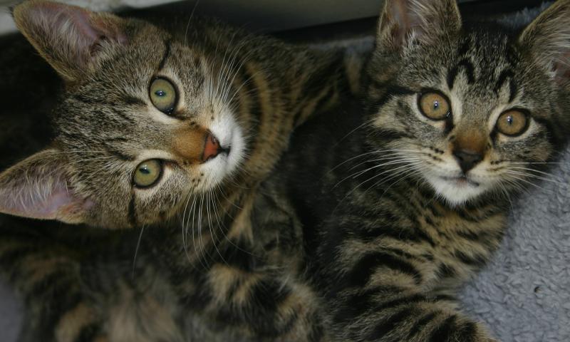 Кошки породы Европейская короткошерстная кошка