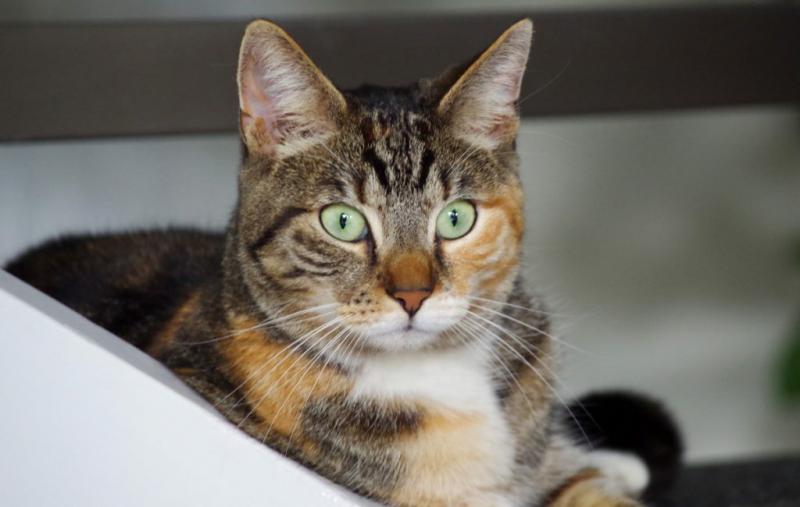 Фотография кошки породы Европейская короткошерстная кошка