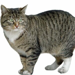 Европейская короткошерстная кошка