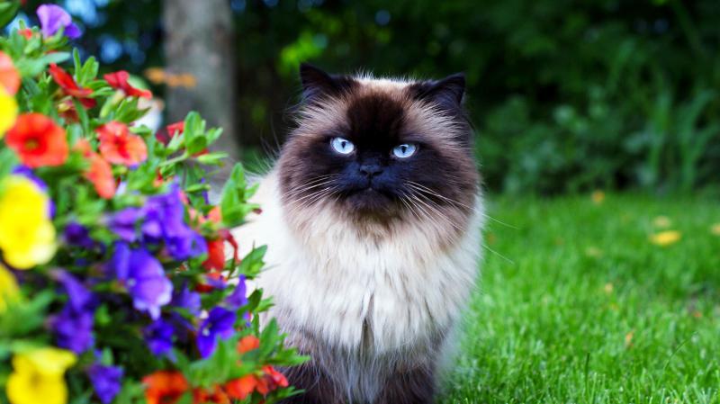 Фотография кошки породы Гималайская кошка (Персидский колор-пойнт)