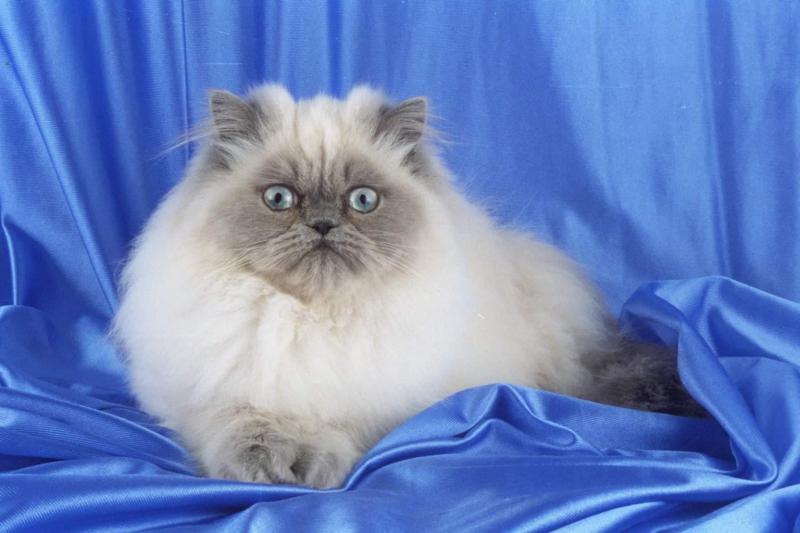Гималайская кошка окрас голубой-пойнт