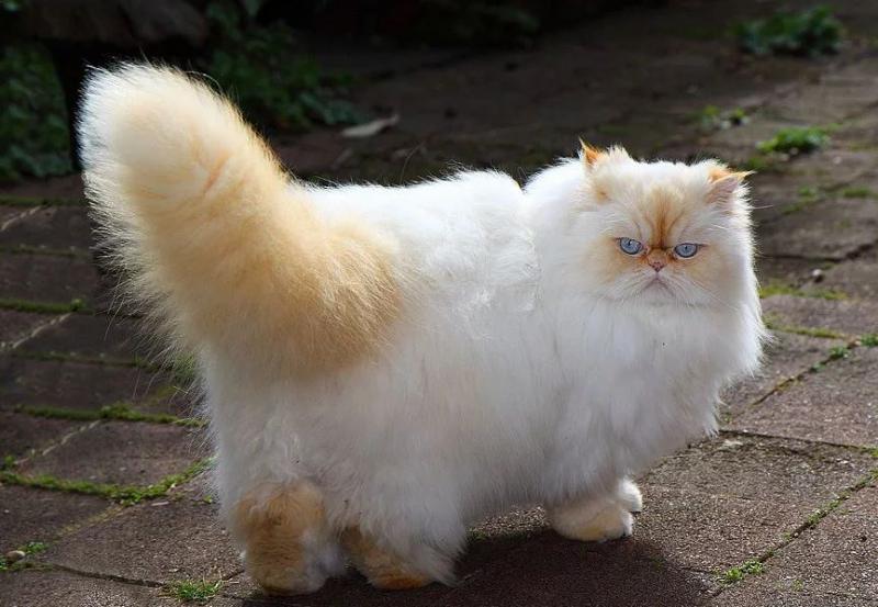Гималайская кошка окрас кремовый-пойнт
