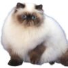 Гималайская кошка (Персидский колор-пойнт)