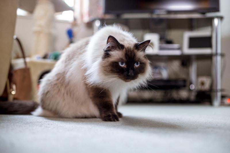 Фотография кошки породы Персидский колор-пойнт