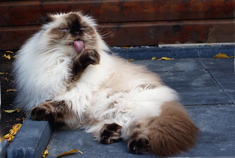 Фотография Гималайская кошка (Персидский колор-пойнт)