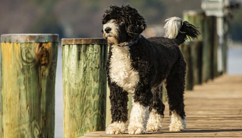 Фото собаки породы Португальская водяная собака
