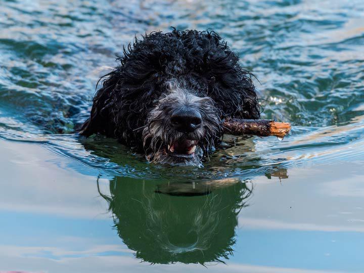 Фото собаки Португальская водяная
