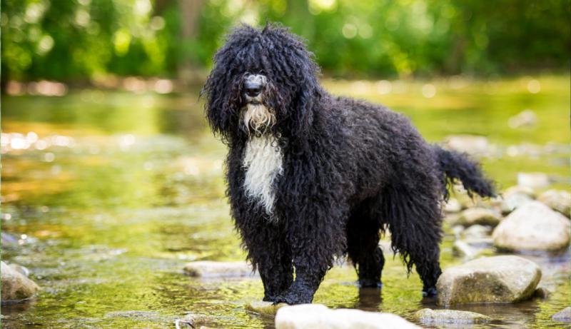 Португальская водяная собака у воды