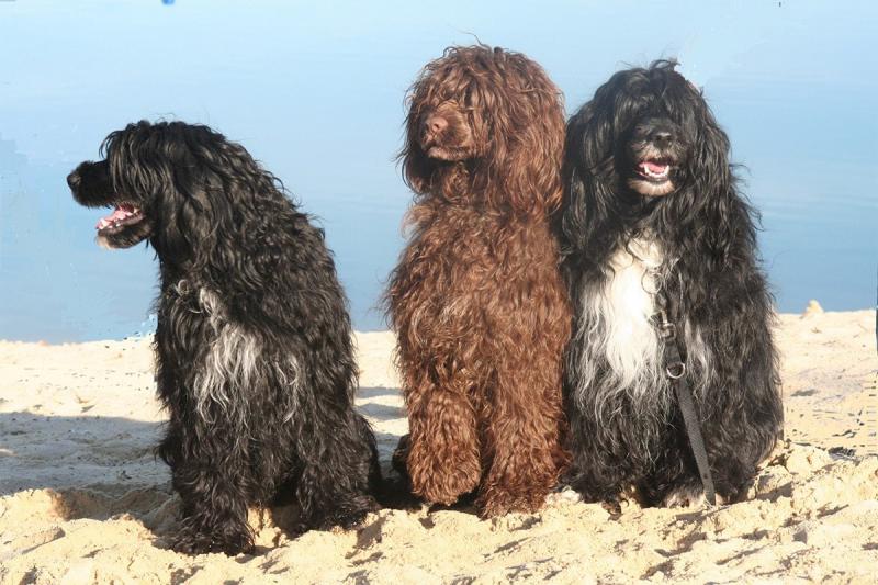 Собаки породы Португальская водяная собака