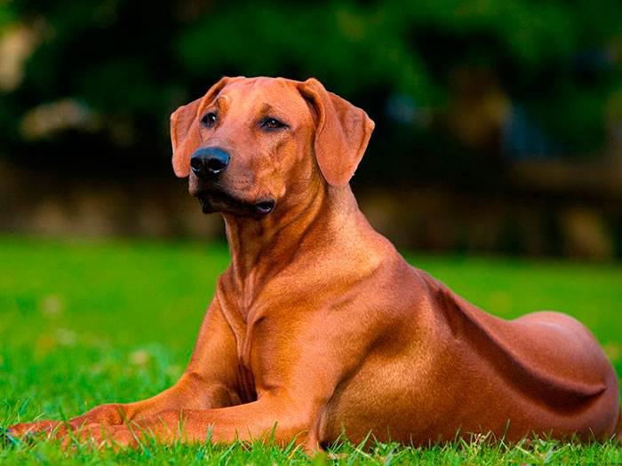Фото собаки породы Родезийский риджбек