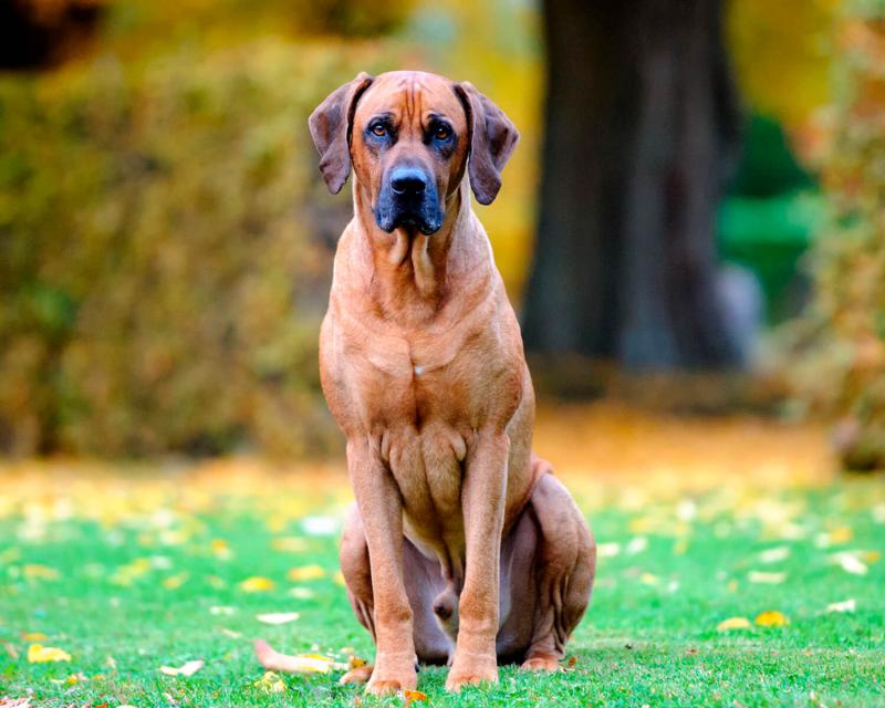 Фотография собаки породы Родезийский риджбек