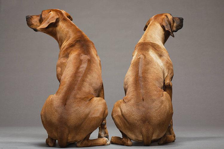 Спина собак породы Родезийский риджбек