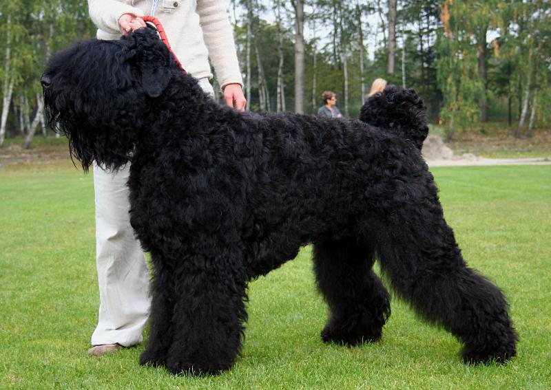 Фотография собаки породы русский черный терьер
