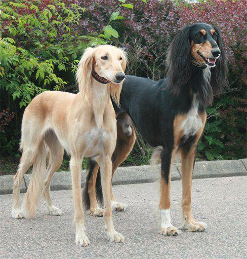 Две собаки породы Салюки (Персидская борзая)