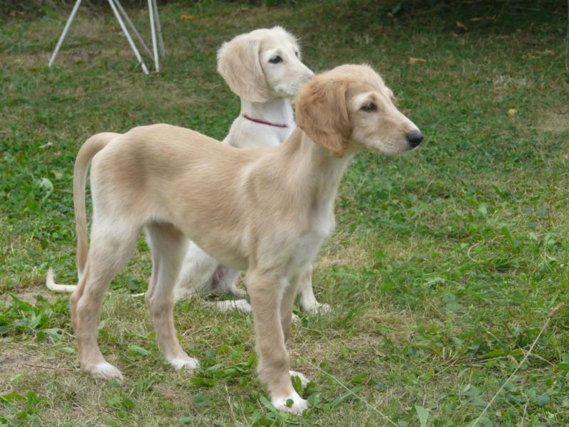 Два щенка породы Салюки (Персидская борзая)