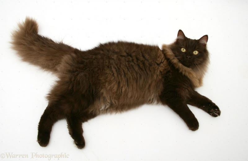 Внешность кошки породы Йоркская шоколадная кошка
