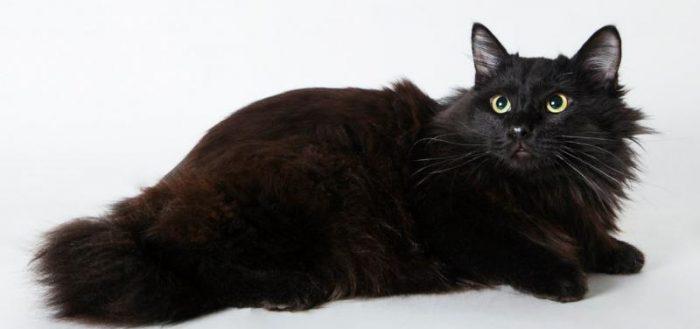 Йоркская шоколадная кошка окрас шоколадный однотонный