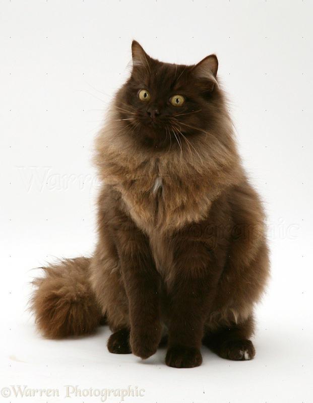 Йоркская шоколадная кошка окрас шоколадный с белым