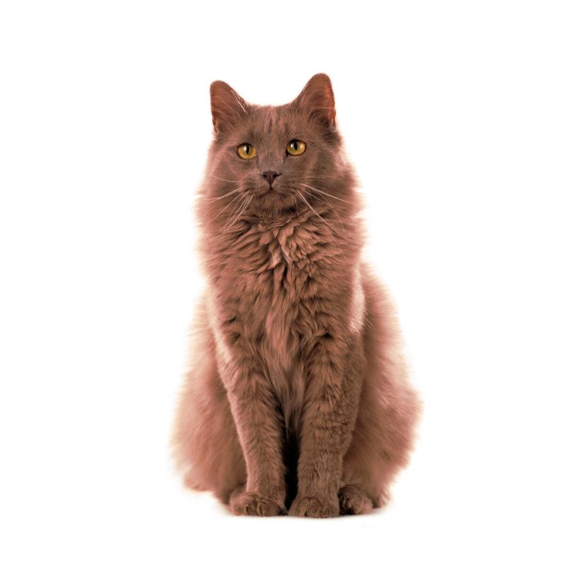 Йоркская шоколадная кошка окрас лиловый однотонный