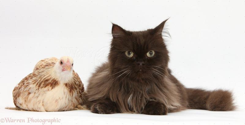Йоркская шоколадная кошка и курица