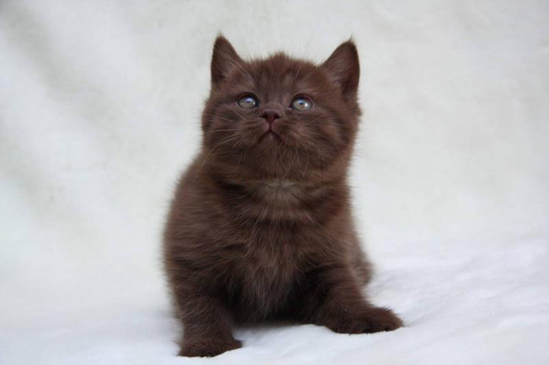 Котенок породы Йоркская шоколадная кошка