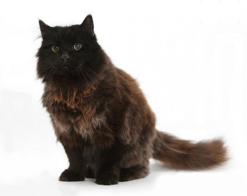 Фотография Йоркская шоколадная кошка
