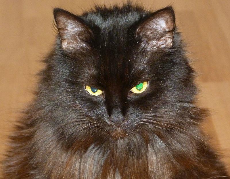 Голова кошки породы Йоркская шоколадная кошка