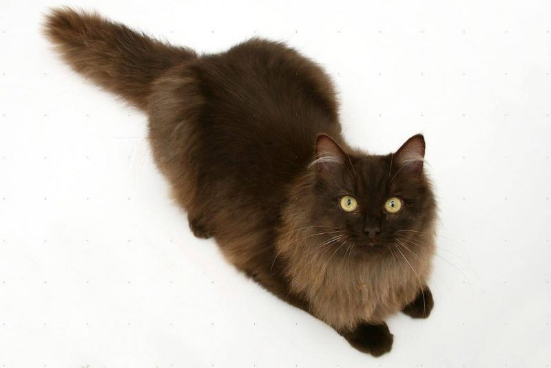 Фото кошки Йоркская шоколадная кошка