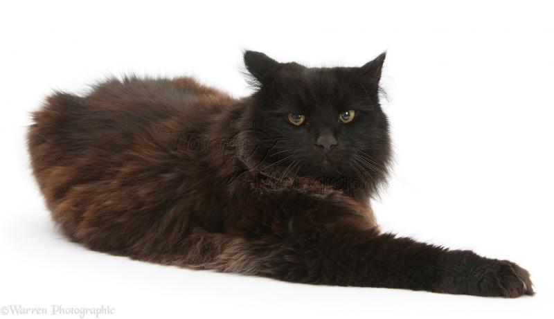 Фотография кошки Йоркская шоколадная кошка