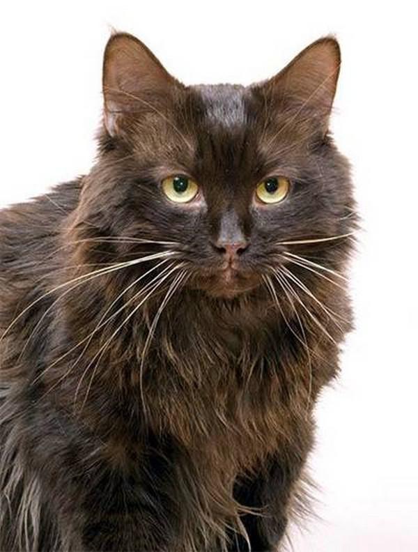 Морда кошки породы Йоркская шоколадная кошка