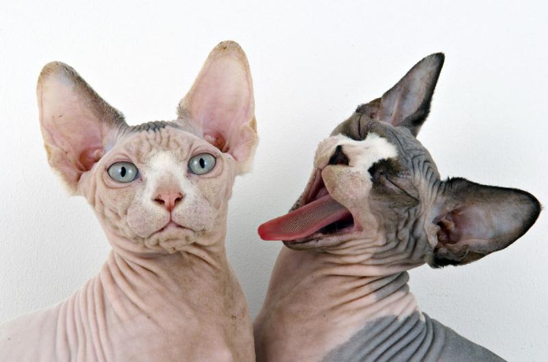 Фотография двух кошек породы Канадский сфинкс