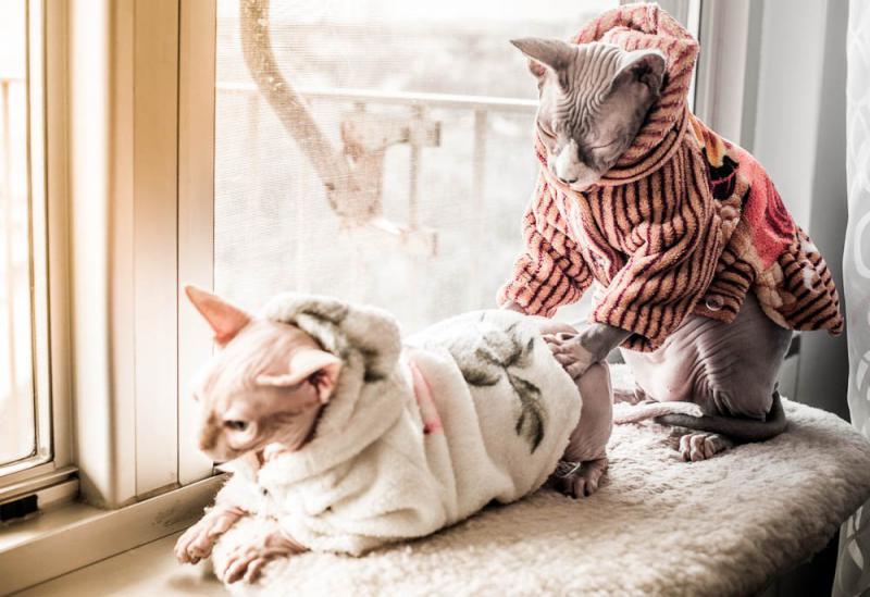 Фотография кошек породы Канадский сфинкс