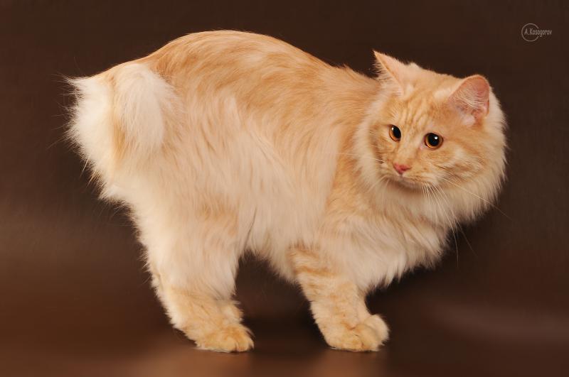 Фото кошки породы Карельский бобтейл