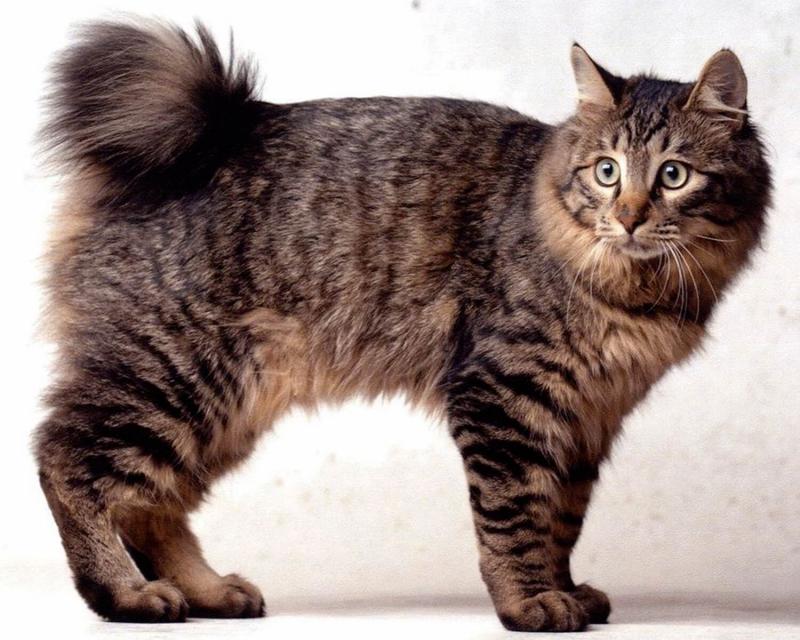 Внешний вид кошки породы Карельский бобтейл